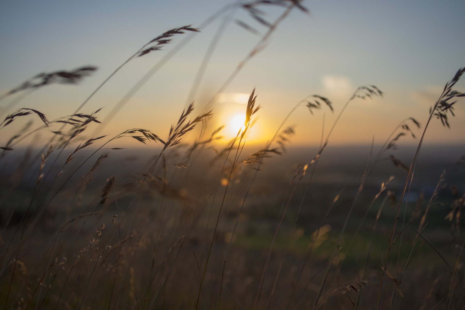 Nahaufnahme von Gräserrispen als Silhouette vor einem sanften goldenen Sonnenuntergang