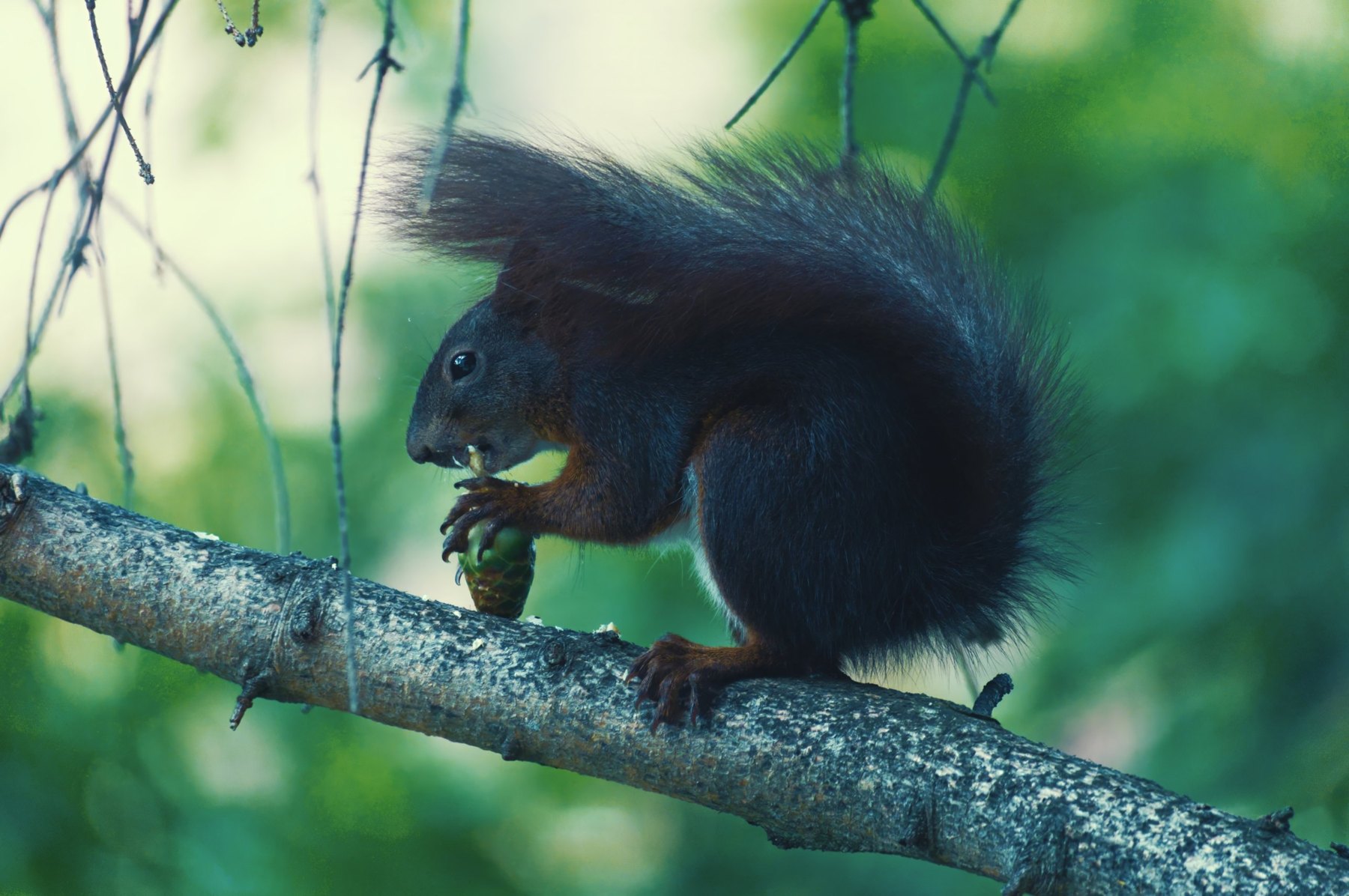 Dunkles rotes Eichhörnchen frisst auf einem Ast vor grünem Hintergrund